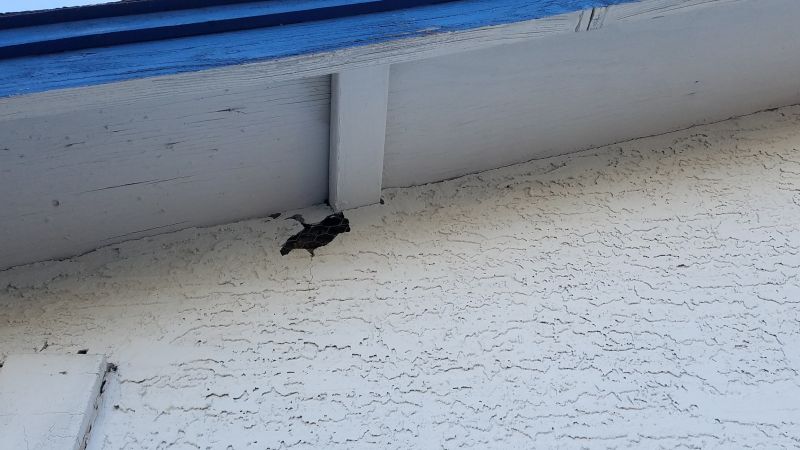Stucco Repair